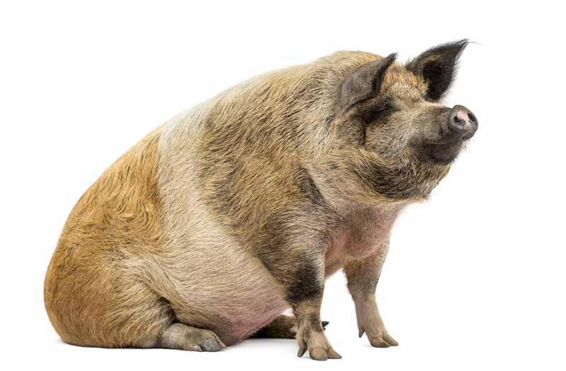 Imagem de um porco doméstico sentado